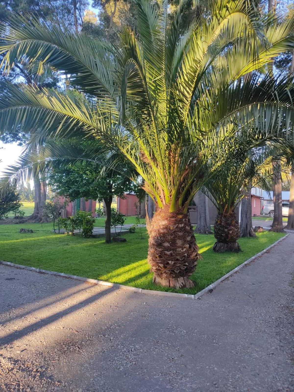 Domo Araucarias